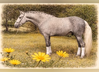 PRE Mix, Stallion, 4 years, 15,2 hh, Grey-Dapple