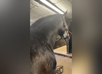 PRE Mix, Stallion, 4 years, 15,2 hh, Grey-Dark-Tan