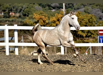 PRE Mix, Stallion, 4 years, 15,2 hh, Grey
