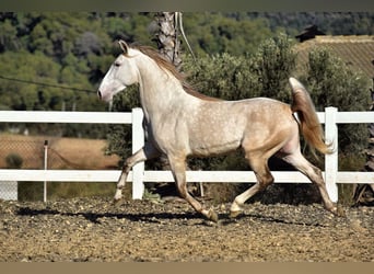 PRE Mix, Stallion, 4 years, 15,2 hh, Grey