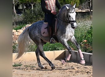 PRE Mix, Stallion, 4 years, 15,2 hh, Grey