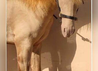 PRE Mix, Stallion, 4 years, 15,2 hh, Overo-all-colors