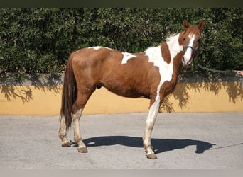 PRE Mix, Stallion, 4 years, 15,2 hh, Pinto