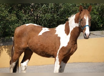 PRE Mix, Stallion, 4 years, 15,2 hh, Pinto