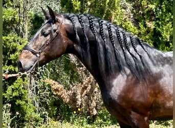 PRE Mix, Stallion, 4 years, 15,3 hh, Bay-Dark