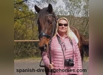 PRE Mix, Stallion, 4 years, 15,3 hh, Bay-Dark