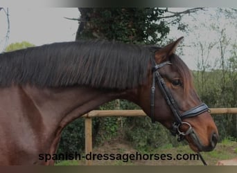 PRE Mix, Stallion, 4 years, 15,3 hh, Bay-Dark