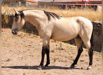 PRE Mix, Stallion, 4 years, 15,3 hh, Dun