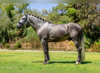 PRE, Stallion, 4 years, 15,3 hh, Grey-Dapple