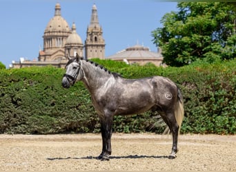 PRE, Stallion, 4 years, 15,3 hh, Grey-Dapple