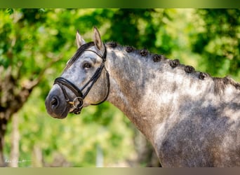 PRE, Stallion, 4 years, 15,3 hh, Grey-Dapple