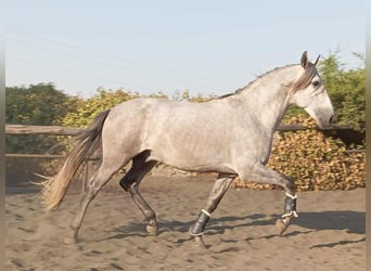 PRE Mix, Stallion, 4 years, 15,3 hh, Grey