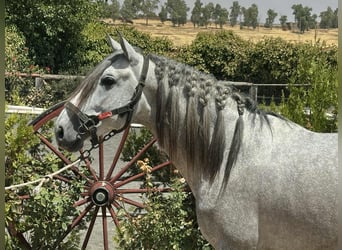 PRE Mix, Stallion, 4 years, 15,3 hh, Grey