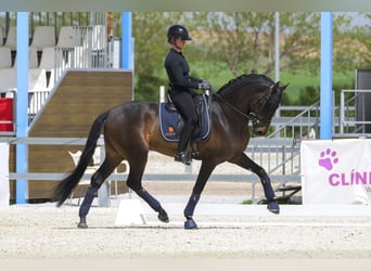 PRE, Stallion, 4 years, 16.1 hh, Bay-Dark