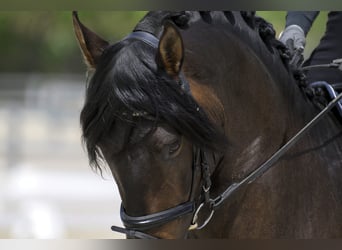 PRE, Stallion, 4 years, 16.1 hh, Bay-Dark