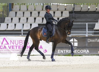 PRE, Stallion, 4 years, 16.1 hh, Bay-Dark
