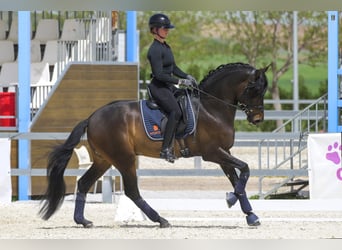 PRE, Stallion, 4 years, 16.1 hh, Bay-Dark