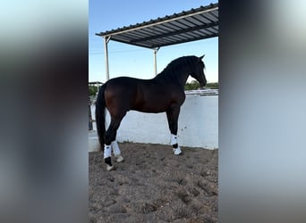 PRE, Stallion, 4 years, 16.1 hh, Bay-Dark