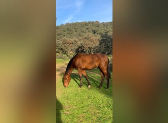 PRE, Stallion, 4 years, 16.1 hh, Bay