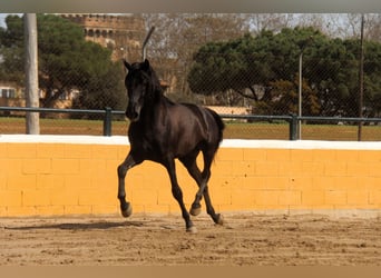 PRE, Stallion, 4 years, 16.1 hh, Black