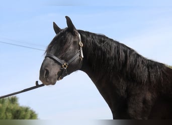 PRE, Stallion, 4 years, 16.1 hh, Black