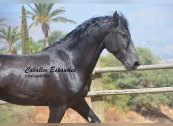 PRE, Stallion, 4 years, 16,1 hh, Black