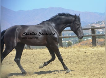 PRE, Stallion, 4 years, 16,1 hh, Black