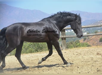 PRE, Stallion, 4 years, 16,1 hh, Black