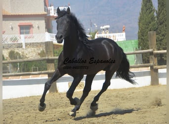 PRE, Stallion, 4 years, 16,1 hh, Black