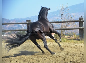 PRE, Stallion, 4 years, 16,1 hh, Black