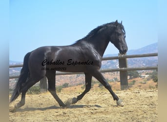 PRE, Stallion, 4 years, 16,1 hh, Black