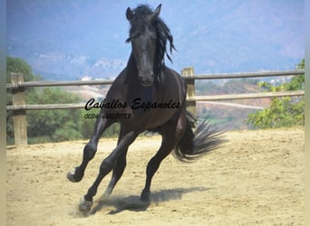 PRE, Stallion, 4 years, 16,1 hh, Black