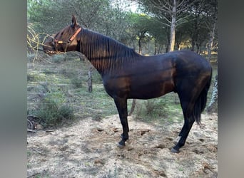 PRE, Stallion, 4 years, 16.1 hh, Black