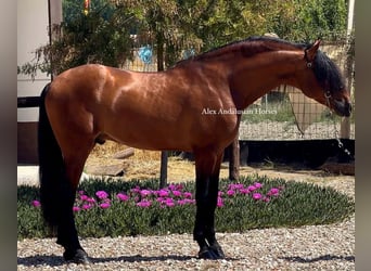 PRE Mix, Stallion, 4 years, 16.1 hh, Brown