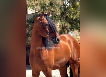 PRE Mix, Stallion, 4 years, 16.1 hh, Brown