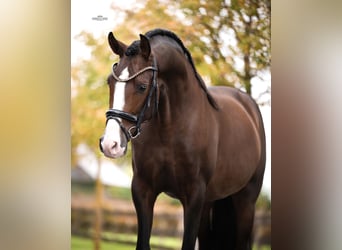 PRE, Stallion, 4 years, 16.1 hh, Brown