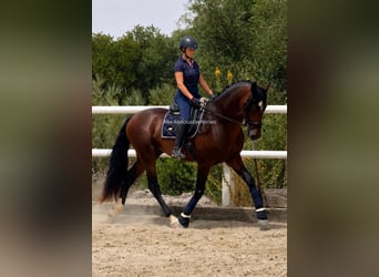 PRE Mix, Stallion, 4 years, 16.1 hh, Brown