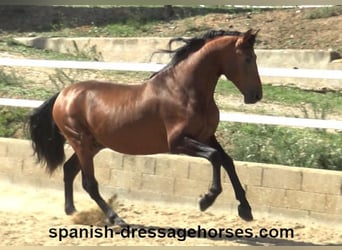 PRE Mix, Stallion, 4 years, 16,1 hh, Brown