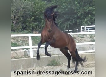 PRE Mix, Stallion, 4 years, 16,1 hh, Brown