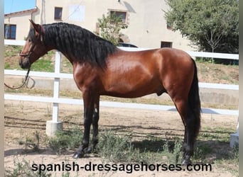 PRE Mix, Stallion, 4 years, 16,1 hh, Brown