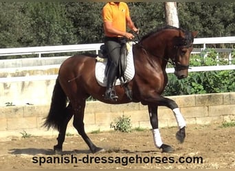 PRE Mix, Stallion, 4 years, 16,1 hh, Brown