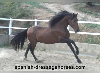 PRE Mix, Stallion, 4 years, 16,1 hh, Brown