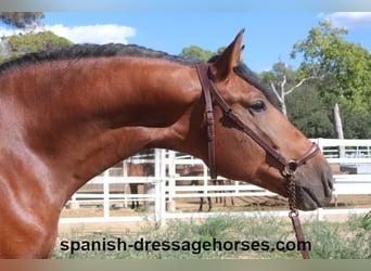 PRE Mix, Stallion, 4 years, 16,1 hh, Brown