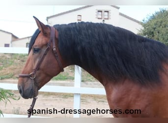 PRE Mix, Stallion, 4 years, 16,1 hh, Brown