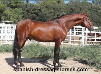 PRE Mix, Stallion, 4 years, 16,1 hh, Brown