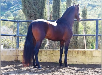 PRE, Stallion, 4 years, 16,1 hh, Brown