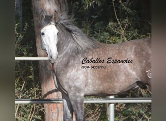 PRE Mix, Stallion, 4 years, 16.1 hh, Brown Falb mold
