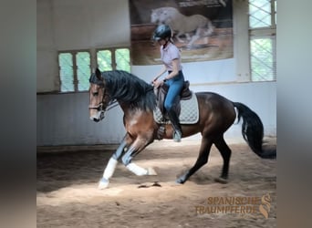 PRE Mix, Stallion, 4 years, 16.1 hh, Brown