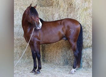 PRE, Stallion, 4 years, 16.1 hh, Brown-Light