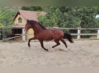 PRE, Stallion, 4 years, 16.1 hh, Brown-Light